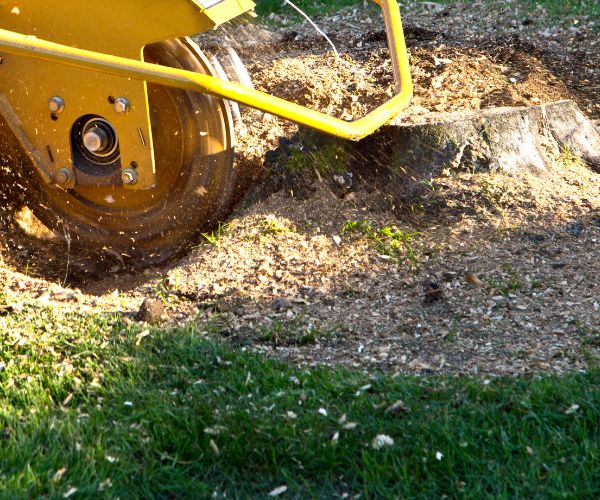 grinding stump after tree cutting