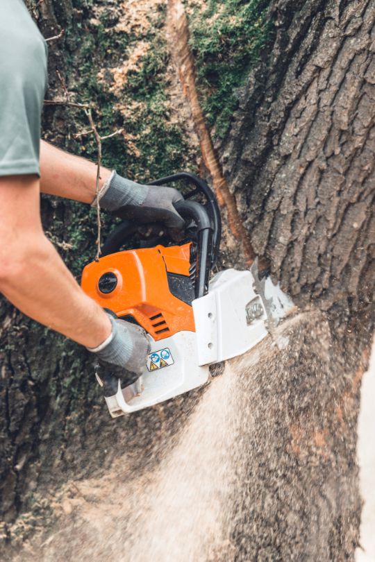 Tree Removals Adelaide Content Images (540 X 810 Px) Tree Se