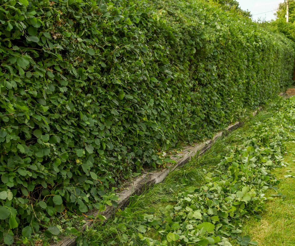 Hedge Pruning Aspley North Brisbane