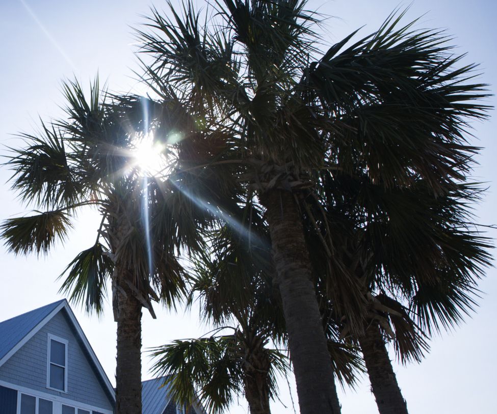 Palm Tree Removal Keperra North Brisbane