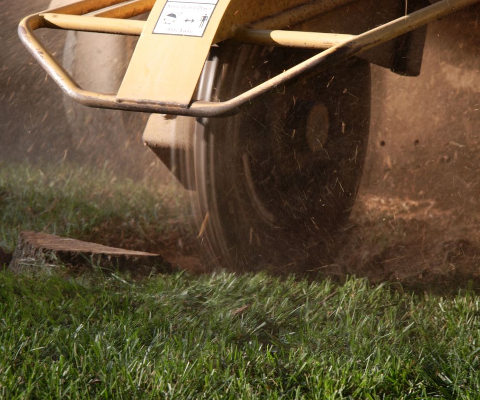 Stump Grinding Nundah North Brisbane