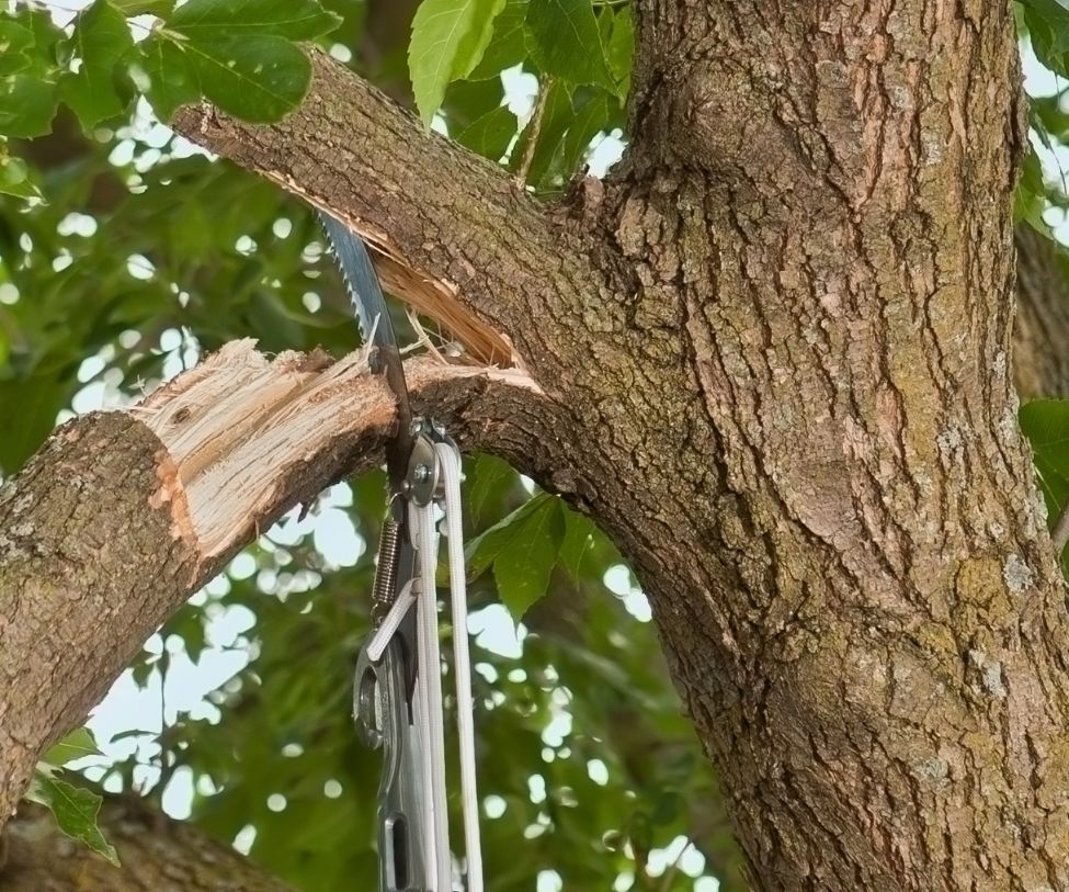 Tree Pruning Strathpine North Brisbane