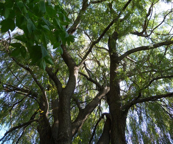 Tree Removal Windsor North Brisbane